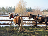 Hutsul ponies, also known as Hucul ponies or Carpathian ponies, live at the Hutsulyk Hutsul Pony Centre at the Hutsulshchyna National Nature...