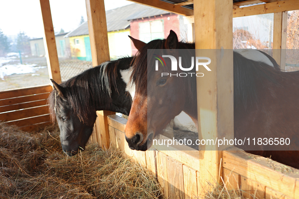 Hutsul ponies, also known as Hucul ponies or Carpathian ponies, eat hay at the Hutsulyk Hutsul Pony Centre at the Hutsulshchyna National Nat...