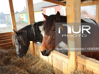 Hutsul ponies, also known as Hucul ponies or Carpathian ponies, eat hay at the Hutsulyk Hutsul Pony Centre at the Hutsulshchyna National Nat...