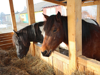 Hutsul ponies, also known as Hucul ponies or Carpathian ponies, eat hay at the Hutsulyk Hutsul Pony Centre at the Hutsulshchyna National Nat...