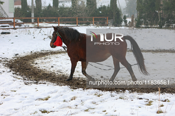 In Kosiv, Ukraine, on December 2, 2024, a Hutsul pony, also known as a Hucul pony or Carpathian pony, runs in a circle in winter at the Huts...