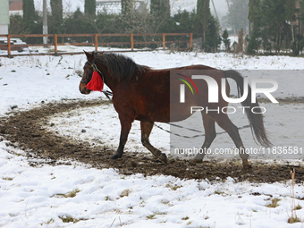 In Kosiv, Ukraine, on December 2, 2024, a Hutsul pony, also known as a Hucul pony or Carpathian pony, runs in a circle in winter at the Huts...