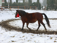 In Kosiv, Ukraine, on December 2, 2024, a Hutsul pony, also known as a Hucul pony or Carpathian pony, runs in a circle in winter at the Huts...