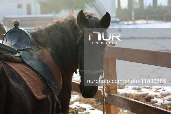 A Hutsul pony, also known as a Hucul pony or Carpathian pony, lives at the Hutsulyk Hutsul Pony Centre at the Hutsulshchyna National Nature...