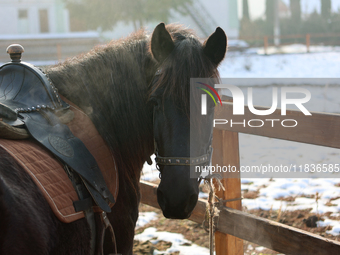 A Hutsul pony, also known as a Hucul pony or Carpathian pony, lives at the Hutsulyk Hutsul Pony Centre at the Hutsulshchyna National Nature...