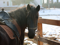 A Hutsul pony, also known as a Hucul pony or Carpathian pony, lives at the Hutsulyk Hutsul Pony Centre at the Hutsulshchyna National Nature...