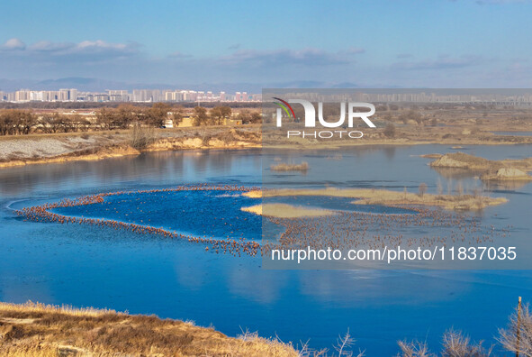 A photo taken on December 5, 2024, shows migrating birds at Qiandao Lake in Hohhot, Inner Mongolia, China. 