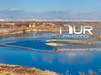 A photo taken on December 5, 2024, shows migrating birds at Qiandao Lake in Hohhot, Inner Mongolia, China. (