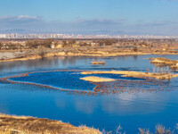 A photo taken on December 5, 2024, shows migrating birds at Qiandao Lake in Hohhot, Inner Mongolia, China. (