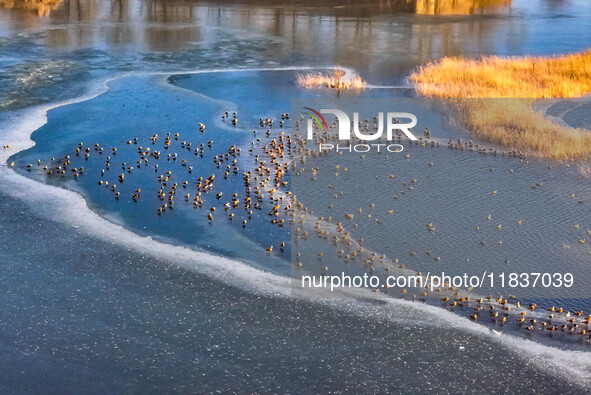 A photo taken on December 5, 2024, shows migrating birds at Qiandao Lake in Hohhot, Inner Mongolia, China. 