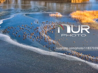 A photo taken on December 5, 2024, shows migrating birds at Qiandao Lake in Hohhot, Inner Mongolia, China. (