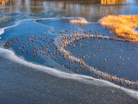 A photo taken on December 5, 2024, shows migrating birds at Qiandao Lake in Hohhot, Inner Mongolia, China. (