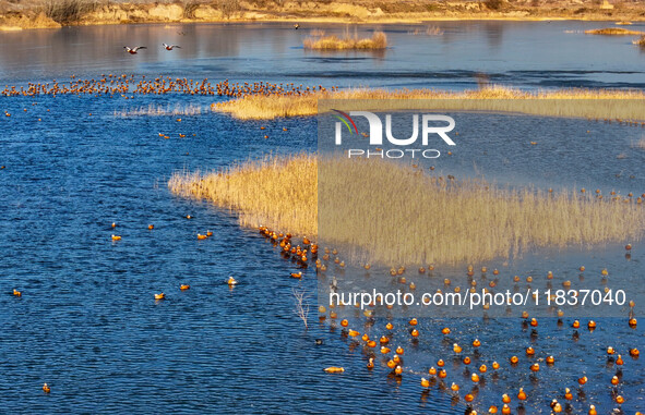 A photo taken on December 5, 2024, shows migrating birds at Qiandao Lake in Hohhot, Inner Mongolia, China. 