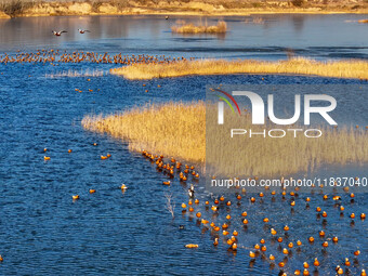 A photo taken on December 5, 2024, shows migrating birds at Qiandao Lake in Hohhot, Inner Mongolia, China. (