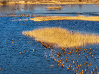 A photo taken on December 5, 2024, shows migrating birds at Qiandao Lake in Hohhot, Inner Mongolia, China. (