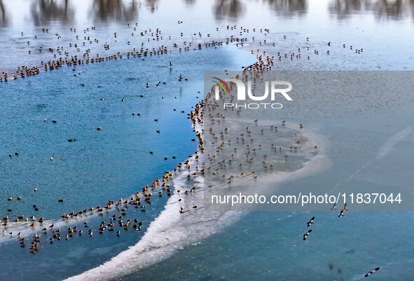 A photo taken on December 5, 2024, shows migrating birds at Qiandao Lake in Hohhot, Inner Mongolia, China. 