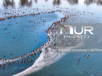 A photo taken on December 5, 2024, shows migrating birds at Qiandao Lake in Hohhot, Inner Mongolia, China. (