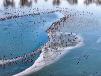 A photo taken on December 5, 2024, shows migrating birds at Qiandao Lake in Hohhot, Inner Mongolia, China. (