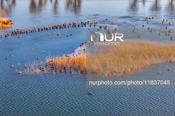 A photo taken on December 5, 2024, shows migrating birds at Qiandao Lake in Hohhot, Inner Mongolia, China. 