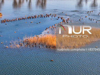 A photo taken on December 5, 2024, shows migrating birds at Qiandao Lake in Hohhot, Inner Mongolia, China. (