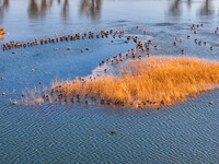 A photo taken on December 5, 2024, shows migrating birds at Qiandao Lake in Hohhot, Inner Mongolia, China. (