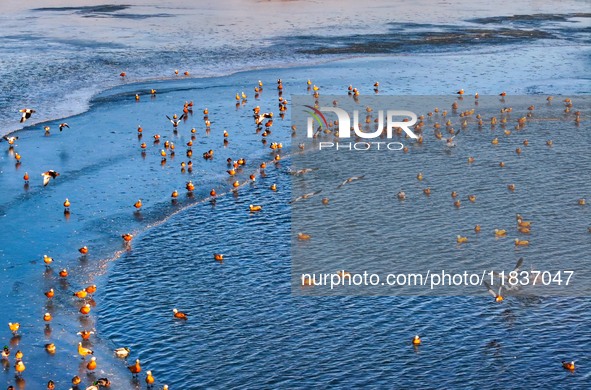 A photo taken on December 5, 2024, shows migrating birds at Qiandao Lake in Hohhot, Inner Mongolia, China. 