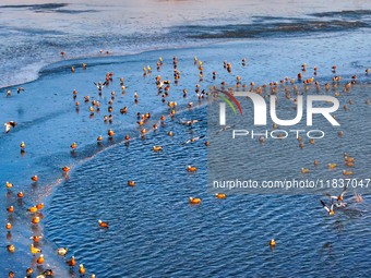 A photo taken on December 5, 2024, shows migrating birds at Qiandao Lake in Hohhot, Inner Mongolia, China. (