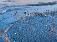 A photo taken on December 5, 2024, shows migrating birds at Qiandao Lake in Hohhot, Inner Mongolia, China. (