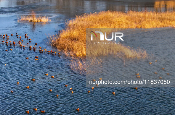 A photo taken on December 5, 2024, shows migrating birds at Qiandao Lake in Hohhot, Inner Mongolia, China. 