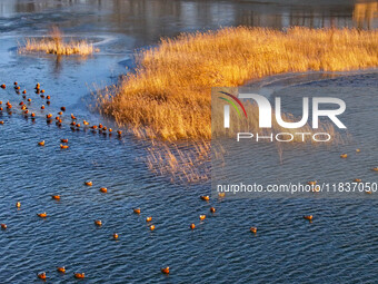 A photo taken on December 5, 2024, shows migrating birds at Qiandao Lake in Hohhot, Inner Mongolia, China. (