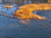 A photo taken on December 5, 2024, shows migrating birds at Qiandao Lake in Hohhot, Inner Mongolia, China. (