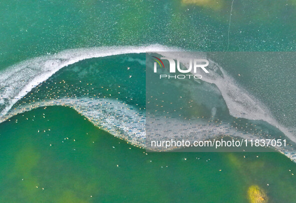 A photo taken on December 5, 2024, shows migrating birds at Qiandao Lake in Hohhot, Inner Mongolia, China. 