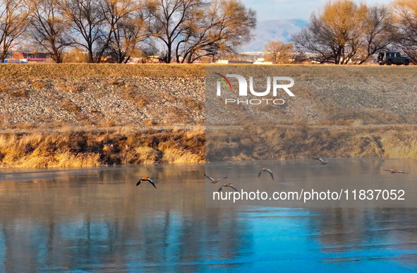 A photo taken on December 5, 2024, shows migrating birds at Qiandao Lake in Hohhot, Inner Mongolia, China. 