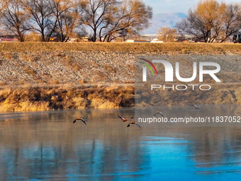 A photo taken on December 5, 2024, shows migrating birds at Qiandao Lake in Hohhot, Inner Mongolia, China. (