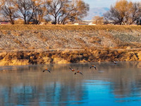 A photo taken on December 5, 2024, shows migrating birds at Qiandao Lake in Hohhot, Inner Mongolia, China. (