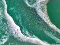 A photo taken on December 5, 2024, shows migrating birds at Qiandao Lake in Hohhot, Inner Mongolia, China. (