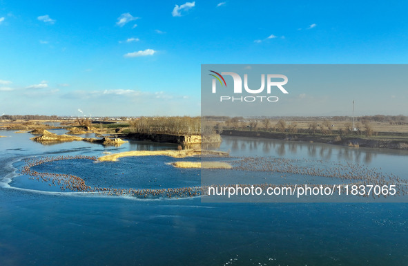 A photo taken on December 5, 2024, shows migrating birds at Qiandao Lake in Hohhot, Inner Mongolia, China. 