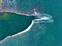 A photo taken on December 5, 2024, shows migrating birds at Qiandao Lake in Hohhot, Inner Mongolia, China. (