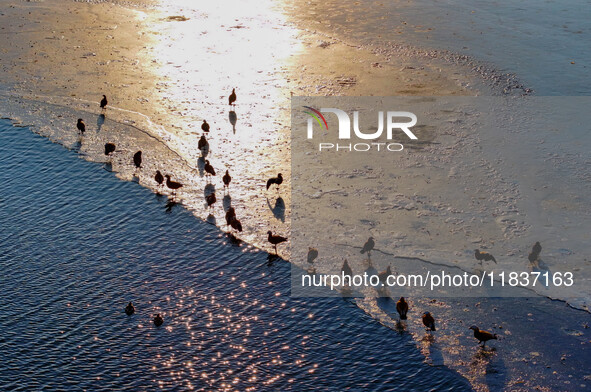 A photo taken on December 5, 2024, shows migrating birds at Qiandao Lake in Hohhot, Inner Mongolia, China. 