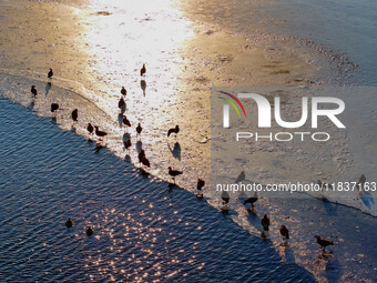 A photo taken on December 5, 2024, shows migrating birds at Qiandao Lake in Hohhot, Inner Mongolia, China. (