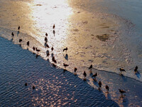 A photo taken on December 5, 2024, shows migrating birds at Qiandao Lake in Hohhot, Inner Mongolia, China. (