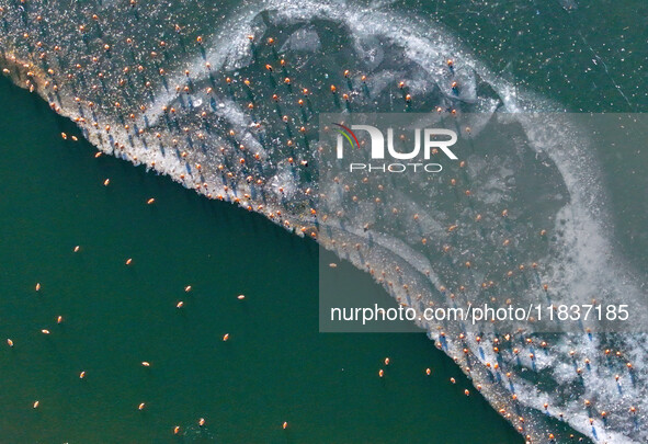 In Hohhot, China, on December 5, 2024, a photo shows migrating birds at Qiandao Lake in Inner Mongolia, China. 