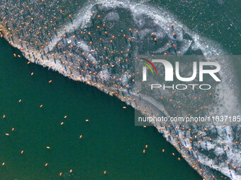 In Hohhot, China, on December 5, 2024, a photo shows migrating birds at Qiandao Lake in Inner Mongolia, China. (