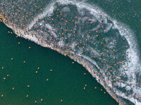 In Hohhot, China, on December 5, 2024, a photo shows migrating birds at Qiandao Lake in Inner Mongolia, China. (