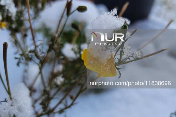 Snow covers a flower following the first snowfall of the season in Toronto, Ontario, Canada, on December 5, 2024. 