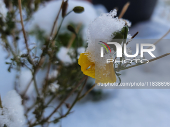 Snow covers a flower following the first snowfall of the season in Toronto, Ontario, Canada, on December 5, 2024. (