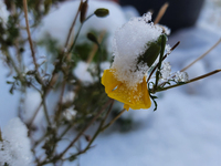 Snow covers a flower following the first snowfall of the season in Toronto, Ontario, Canada, on December 5, 2024. (