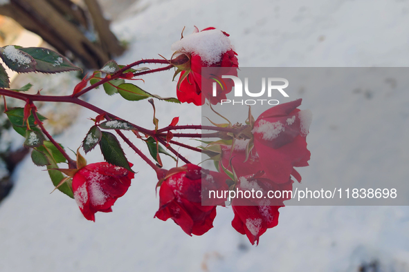 Snow covers roses following the first snowfall of the season in Toronto, Ontario, Canada, on December 5, 2024. 