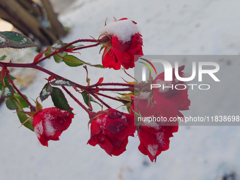 Snow covers roses following the first snowfall of the season in Toronto, Ontario, Canada, on December 5, 2024. (