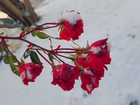 Snow covers roses following the first snowfall of the season in Toronto, Ontario, Canada, on December 5, 2024. (